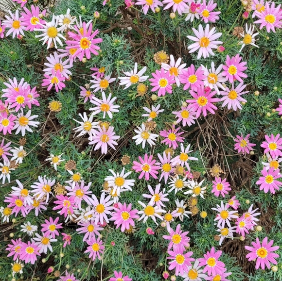 Meet your Posher, Rachel - Picture 5 of 7